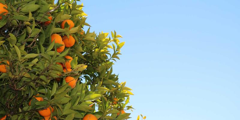 面包柜噪音控制新标准：如何用静音烘焙工具与烤箱打造舒适购物体验